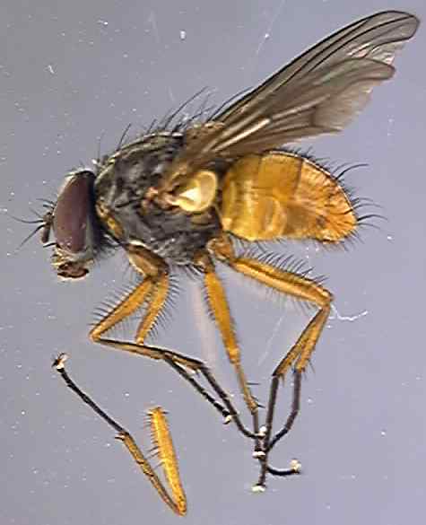 Phaonia variegata